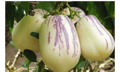 人参果皮可以吃吗 人参果皮营养价值-西安果蔬